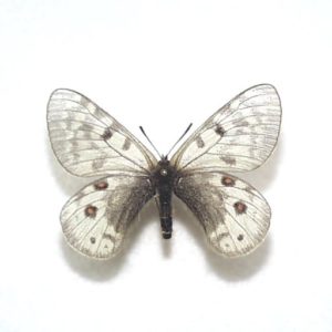 パルナシウス | 三角紙