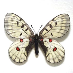 パルナシウス Parnassius | 三角紙