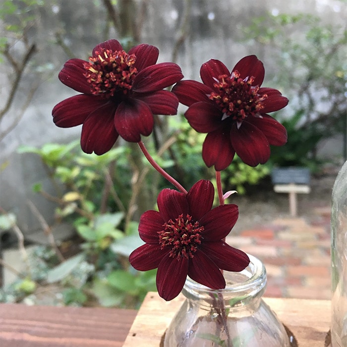 チョコレートコスモス チョカモカ｜種（タネ）,球根,苗,資材