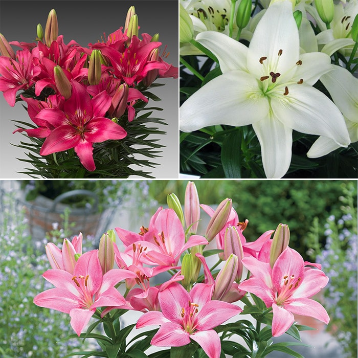 冷蔵ユリ スカシユリ フェアリーリリーミックス｜種（タネ）,球根,苗