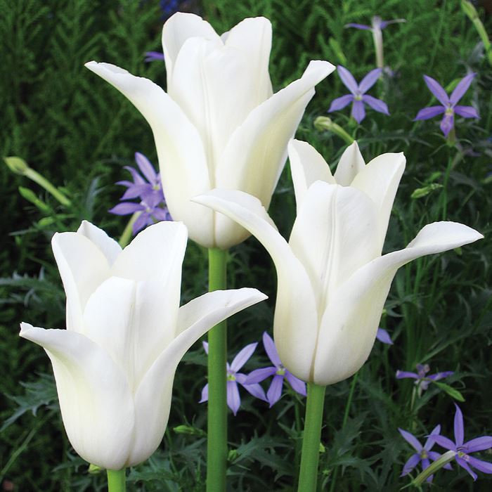 チューリップ ユリ咲き ホワイトスワン｜種（タネ）,球根,苗,資材