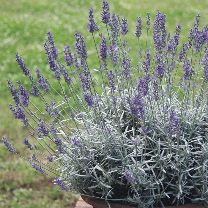 ラベンダー シルバーリーフラベンダー｜種（タネ）,球根,苗,資材