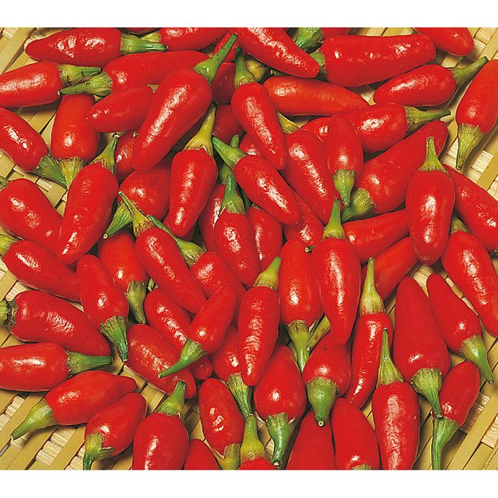 トウガラシ 島トウガラシ｜種（タネ）,球根,苗,資材,ガーデニング