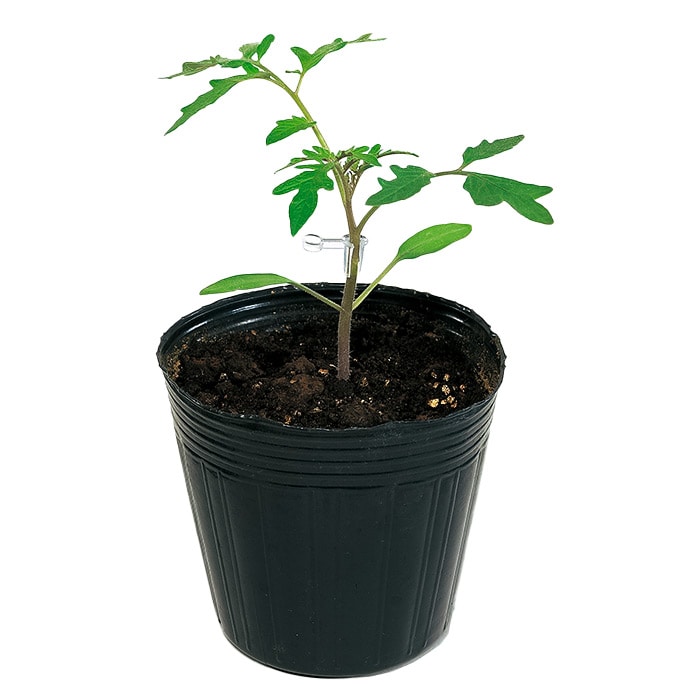 トマト台木 マグネット｜種（タネ）,球根,苗,資材,ガーデニンググッズ