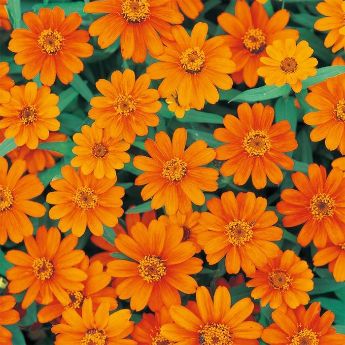 ジニア（百日草） プロフュージョン オレンジ｜種（タネ）,球根,苗