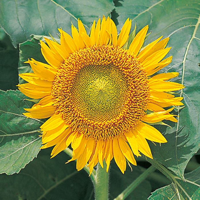 ヒマワリ サンスポット｜種（タネ）,球根,苗,資材,ガーデニンググッズ