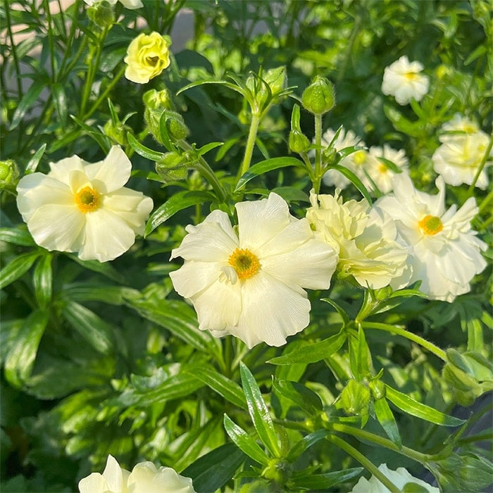 ラナンキュラス ラックス クラシカルセット｜種（タネ）,球根,苗,資材