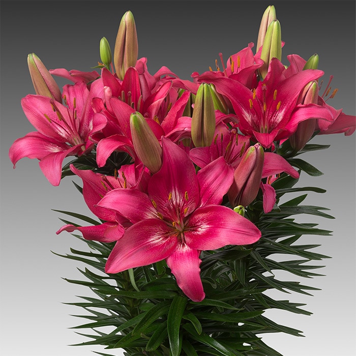 冷蔵ユリ スカシユリ フェアリーリリーミックス｜種（タネ）,球根,苗