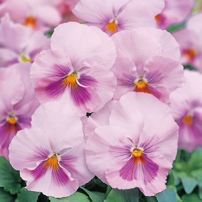パンジー オトノ ピンクシェード｜種（タネ）,球根,苗,資材