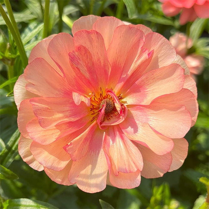 ラナンキュラス ラックス ルージュセット｜種（タネ）,球根,苗,資材