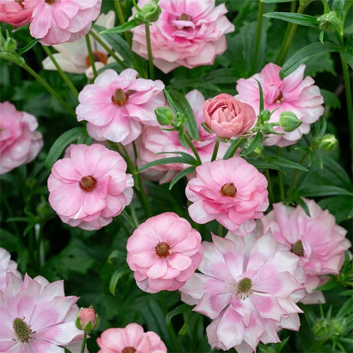 ラナンキュラス ラックス クラシカルセット｜種（タネ）,球根,苗,資材