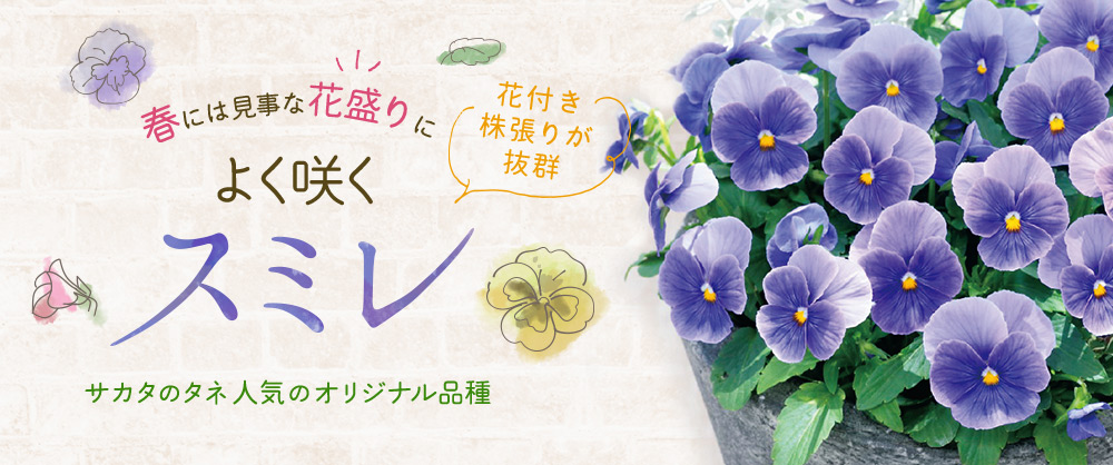 パンジー よく咲くスミレ ミックス｜種（タネ）,球根,苗,資材