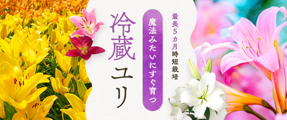 冷蔵ユリ スカシユリ フェアリーリリーミックス｜種（タネ）,球根,苗