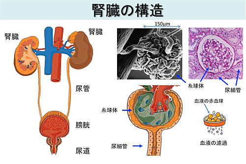 腎臓病と全身病｜INFORMATION ｜ さかつめ内科
