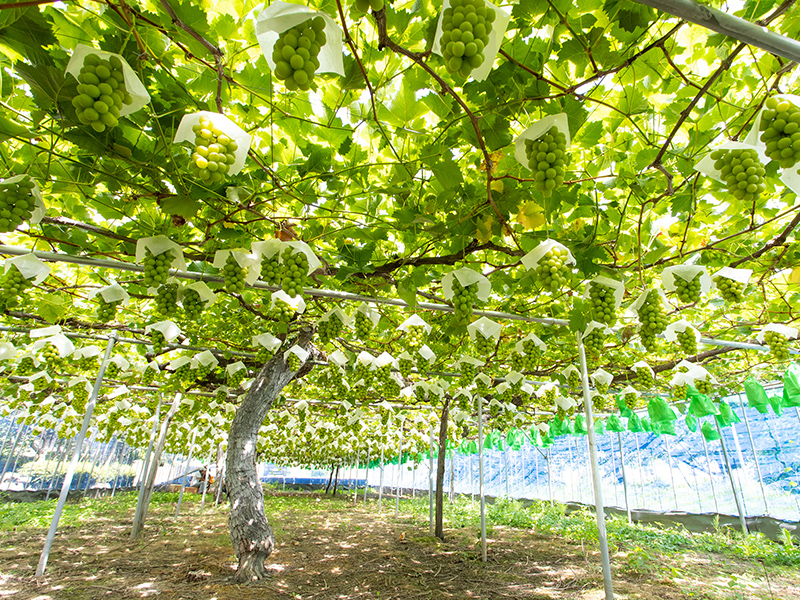 ぶどう3種詰合せ｜山形のさくらんぼ通販なら「佐藤錦」オンラインショップ