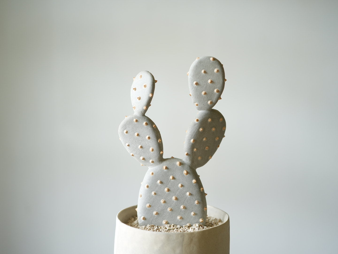 STUDIO.ZOK – 千日草