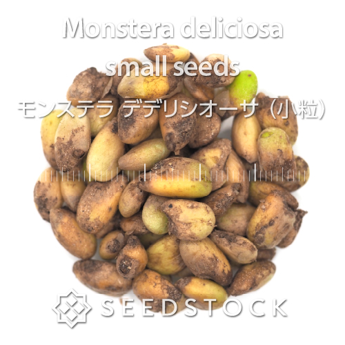種子] モンステラ デリシオーサ （小粒） Monstera deliciosa small