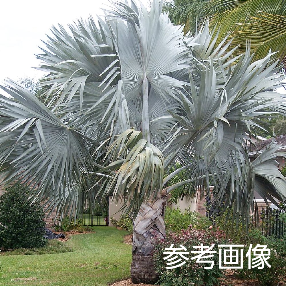 種子]ビスマルキア ノビリス シルバー Bismarckia nobilis 'Silver