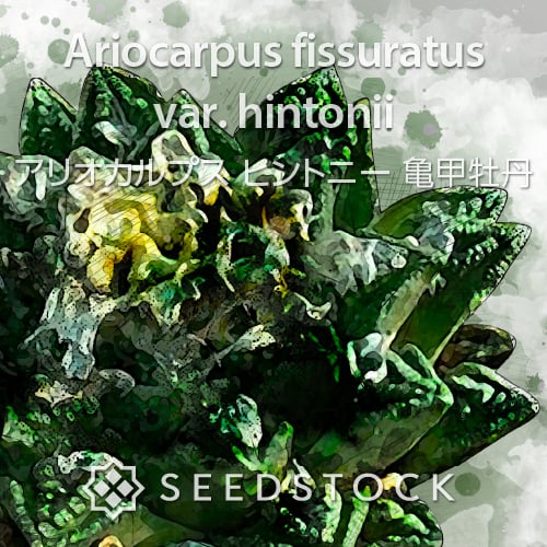 種子] アリオカルプス ヒントニー 亀甲牡丹 Ariocarpus fissuratus var