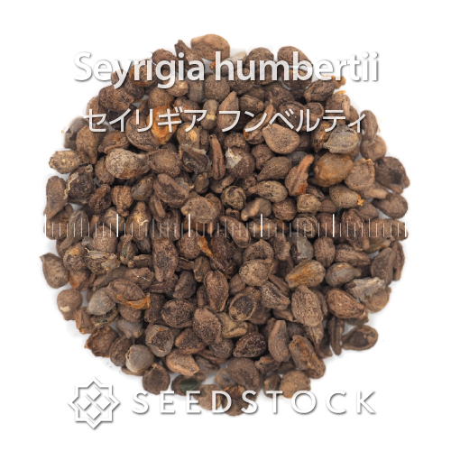 キフォステンマ・マクロプス現地球(特大株) 14【現地発根株/大】低