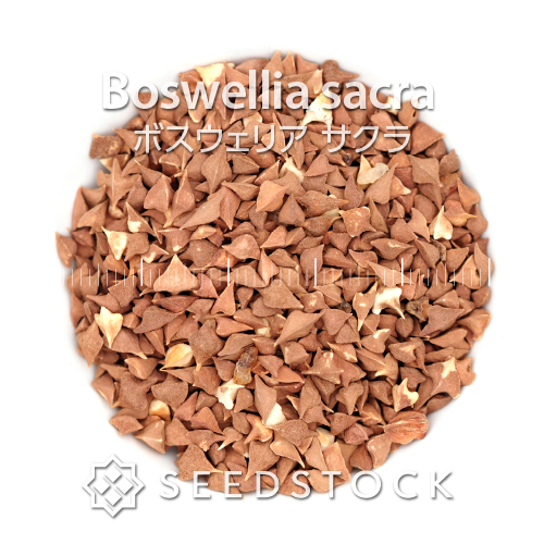 種子] ボスウェリア サクラ Boswellia sacra | 塊根植物 コーデックス