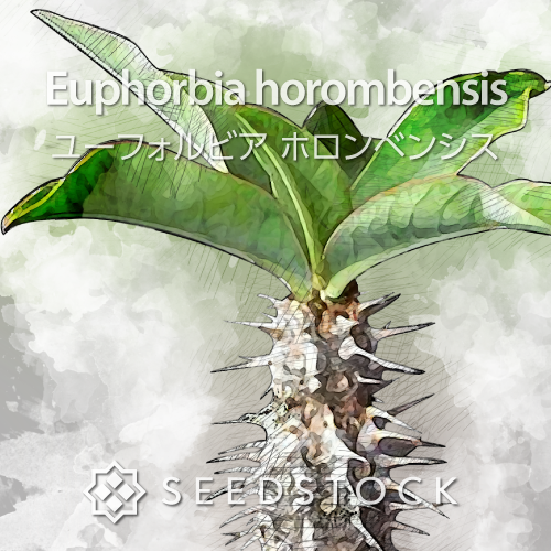 種子] ユーフォルビア ロンギツベルクローサ Euphorbia