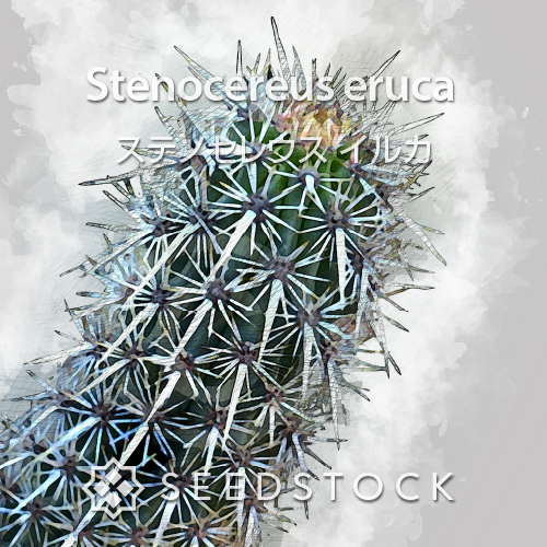 種子] ステノセレウス イルカ Stenocereus eruca | サボテン 珍奇植物