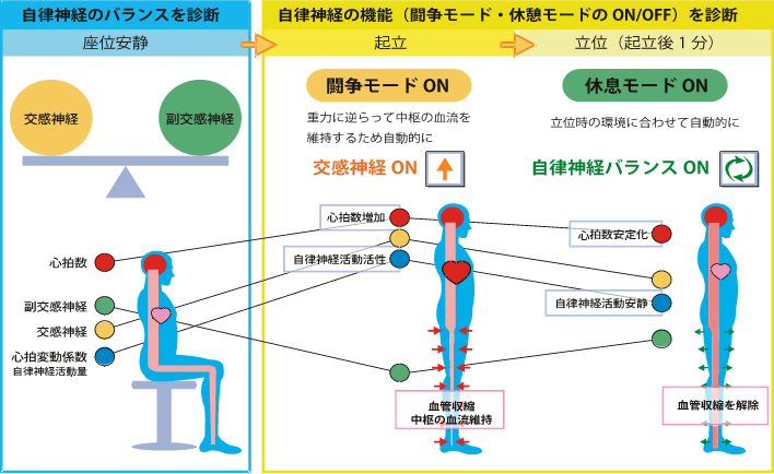 自律神経機能検査 | せきね耳鼻咽喉科医院