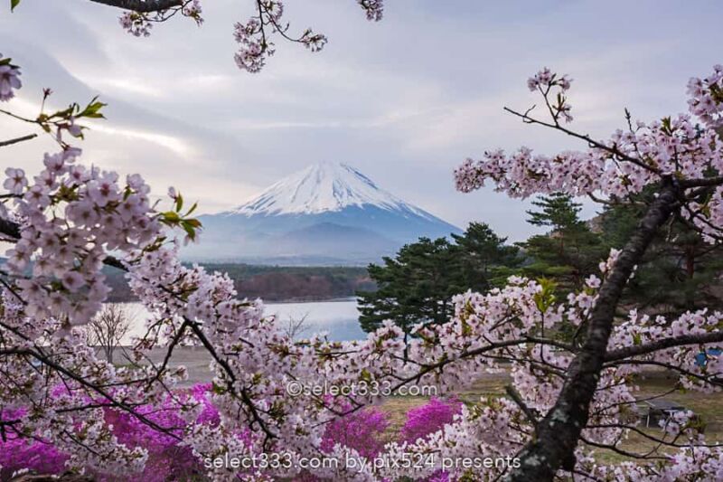 精進湖の湖畔の桜と富士山の風景撮影！富士五湖の桜鑑賞と撮影！精進湖