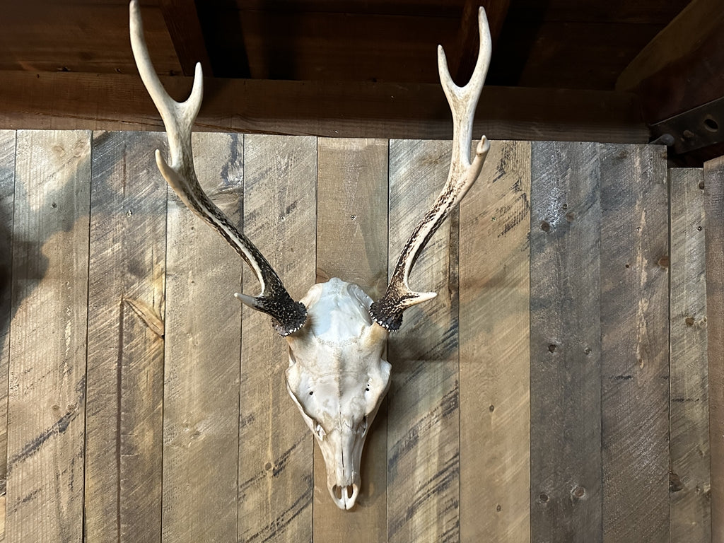 リアル鹿スカルヘッド – ブレットジャパン オンラインストア