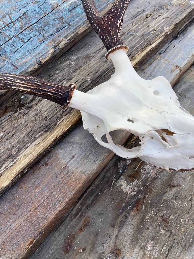 リアル鹿スカルヘッド – ブレットジャパン オンラインストア