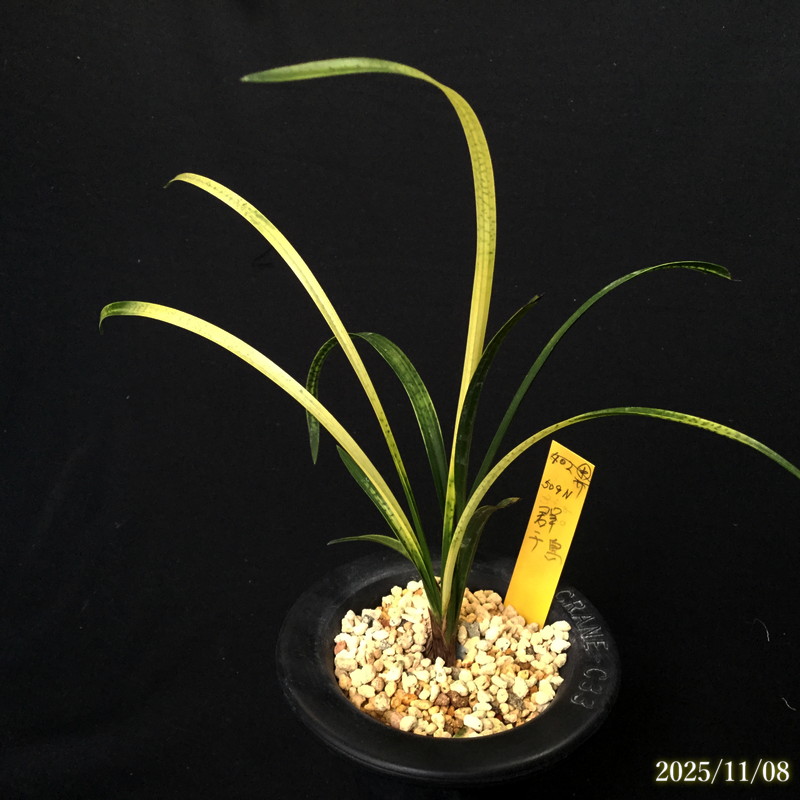 春蘭の間 オンラインショップ / 全商品