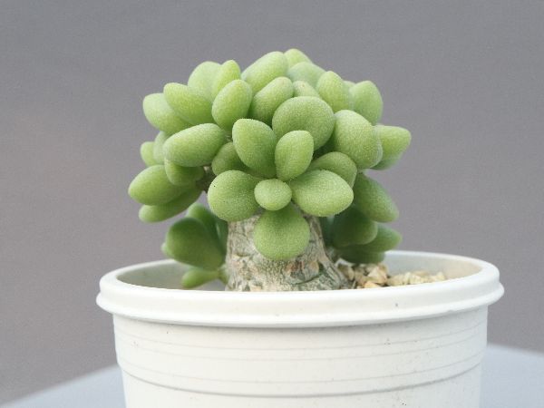 多肉植物・サボテン販売～PICO庵～ / チレコドン属 デシピエンス