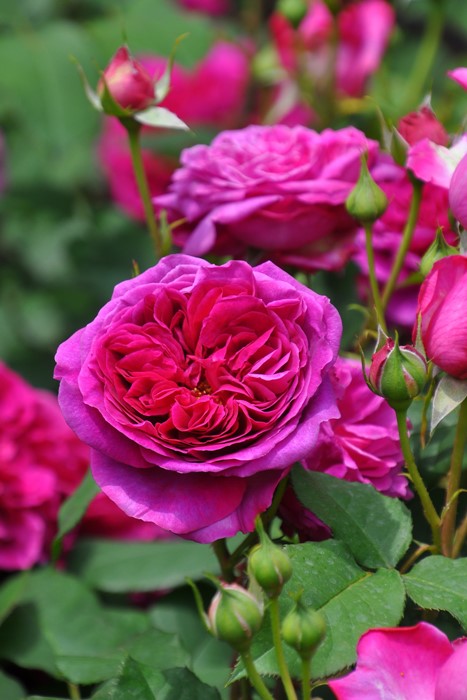 楽天市場】【冬季大苗】バラ苗 メアリーディレイニー【モーティマー