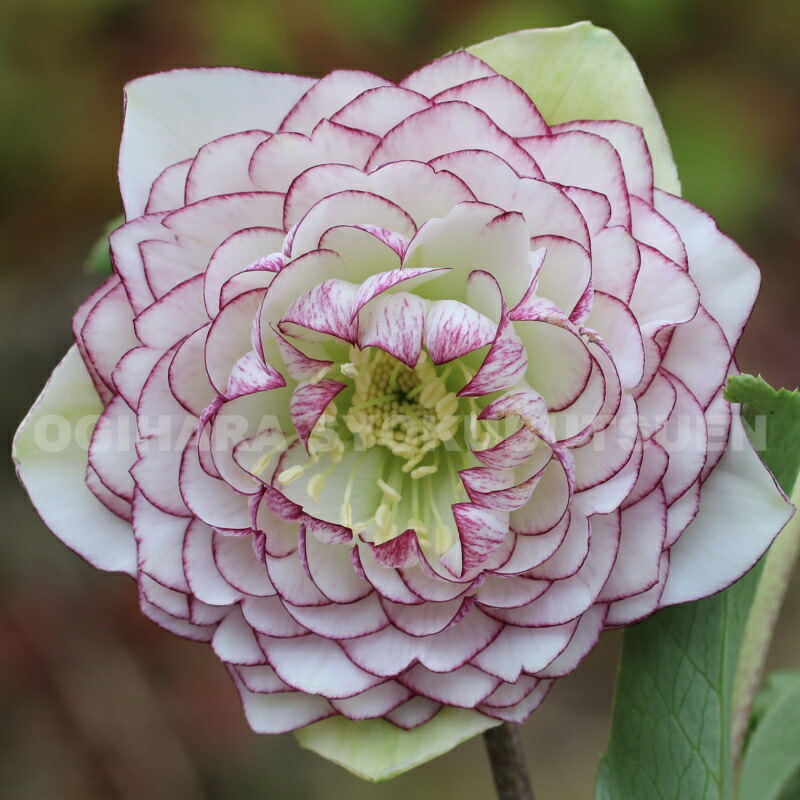 楽天市場】クリスマスローズ ピンク ブロッチ ダブル 大苗 : おぎはら