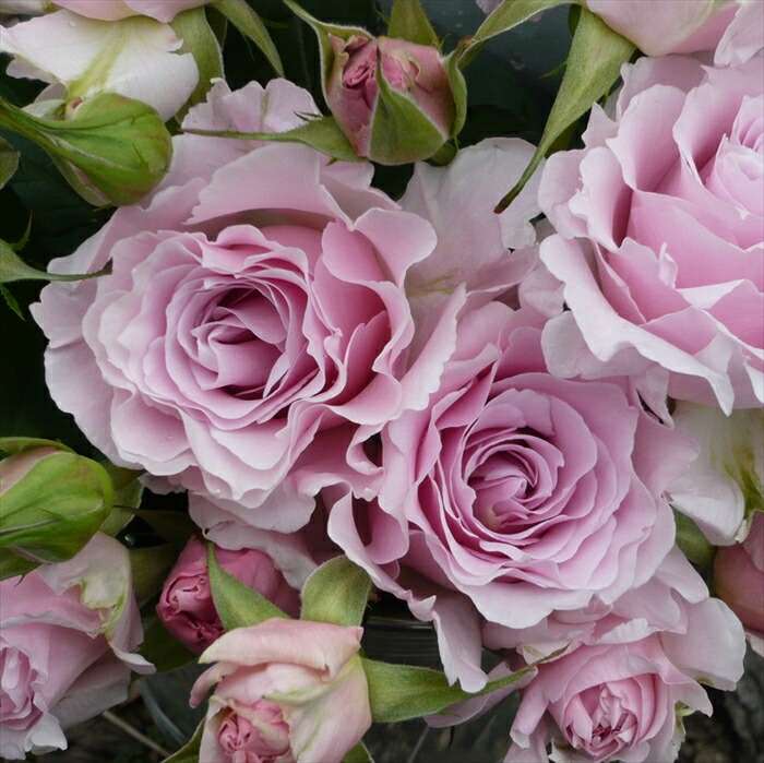 楽天市場】予約販売 バラ苗 バラ大苗 河本バラ園 ラマリエ 登録品種