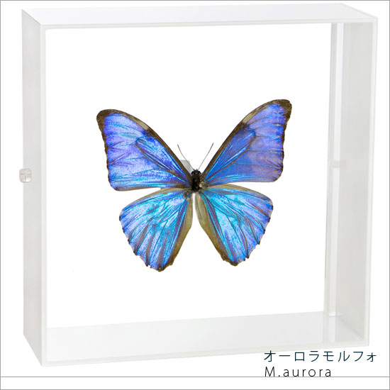 楽天市場】昆虫標本 蝶の標本 ゼフィリテスモルフォ アクリルフレーム