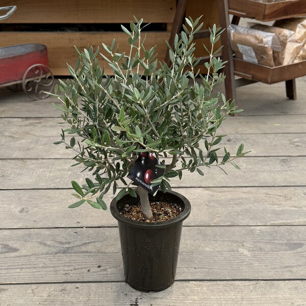 楽天市場】観葉植物 SOUJU（創樹）ブランド：オリーブの木 ネバディロ