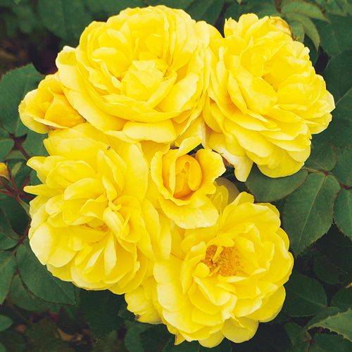 バラ・スマイル ハニー ローズ /くまのプーさん 農水省品種登録出願中