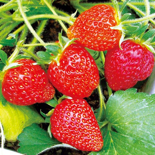 733-NIC051.jpg?202603041439