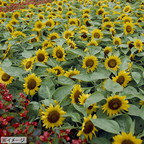 矮性ひまわり・ビッグスマイル（R）| 種・苗・ガーデニング用品の