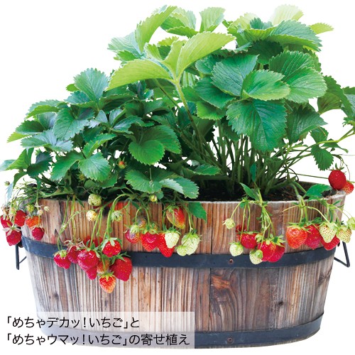 四季なりイチゴ・めちゃウマッ！いちご 農水省登録品種（品種名：HD06