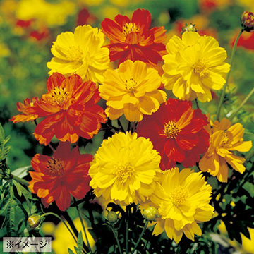 733-FCS360.jpg?202603041439