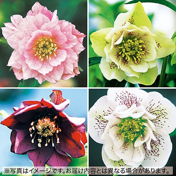 八重咲きクリスマスローズ ミックス| 種・苗・ガーデニング用品の