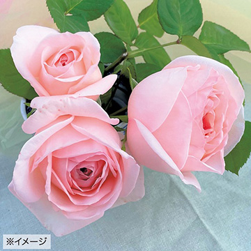 バラの苗｜タキイネット通販【公式】