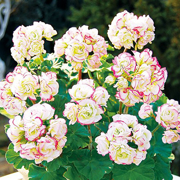 733-NZR137.jpg?202602031613