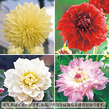 球根セット｜タキイネット通販【公式】