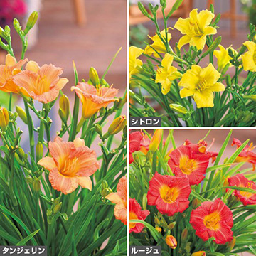 ヘメロカリス・ステラ3種セット| 種・苗・ガーデニング用品の【タキイ