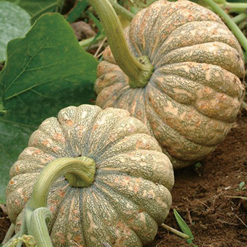 伝統野菜・会津野菜 会津かぼちゃ（4月）| 種・苗・ガーデニング用品の