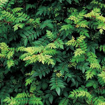 750-NKZ193.jpg?202603041439